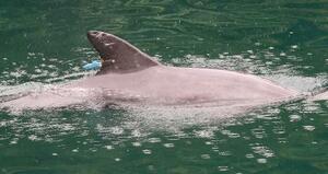 背びれに発信機が取り付けられたイルカ=6月中旬(福井県提供)