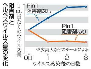 　阻害剤とヘルペスウイルス量の変化