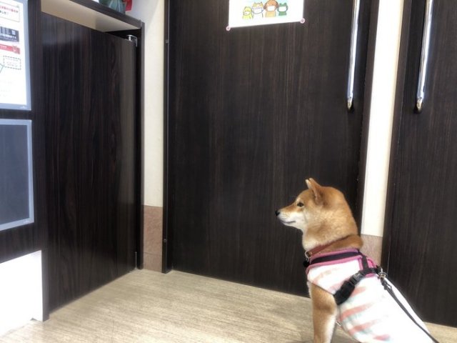 病院が好きすぎる柴犬 いつでも飛び込めるよう待機 家族の間では病院の名前が禁句になっています 新潟日報デジタルプラス