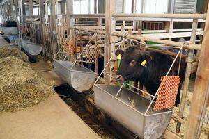 肉用牛の発育を促進する研究が行われた県畜産研究センターの牛舎=三条市棚鱗