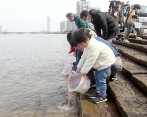 サケの稚魚を川に放す家族連れ=3月24日、新潟市中央区