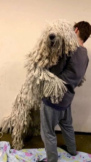 ハンガリー原産の牧羊犬である大型犬種「コモンドール」の主水(もんど)くん。小さい頃は…?(写真提供@chi_7465)