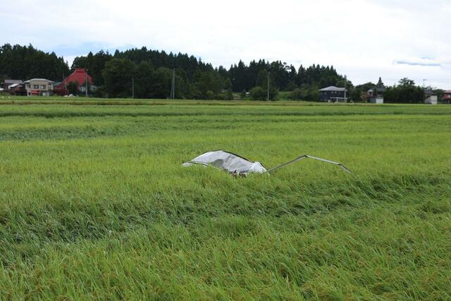 突風で物体が飛ばされた田んぼ＝１１日、上越市三和区