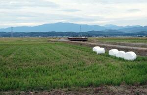 稲刈りを終えた新発田市天王地区の田んぼ。有権者の中には、農村部や山間部の声が届かなくなることを心配する声もある