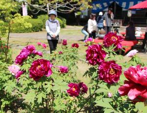 見頃を迎えた長谷寺のボタン=5月4日、佐渡市長谷