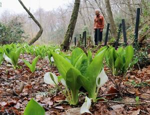角田山麓で見頃を迎えたミズバショウ＝３月３１日、新潟市西蒲区（特別な許可を得て撮影しています）