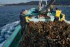 広島県呉市沖で水揚げされ、漁港に運ばれる養殖カキ=18日