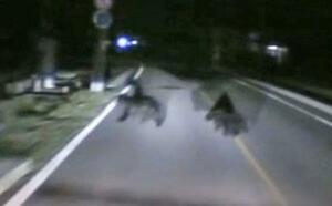 　９月、秋田県美郷町の県道で救急車のドライブレコーダーに映ったクマ。１頭と衝突した（大曲仙北広域消防本部提供）