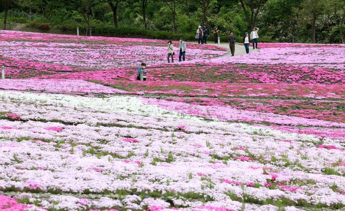 公園に広がる色鮮やかなシバザクラ＝８日、魚沼市根小屋