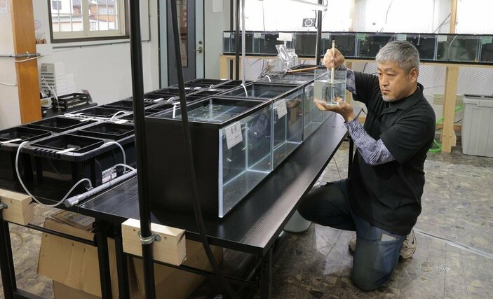 改良メダカの対面販売を始めた店舗で個体の状態を確かめる「上越めだか」代表の川端雄一郎さん=上越市春日新田1