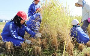 地元農家に教わりながら稲刈りをする刈羽小5年生=刈羽村