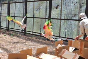 訓練用ケージに放されるトキ＝２５日、佐渡市新穂正明寺（環境省提供）
