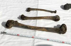 　長生炭鉱から回収された骨とみられる物＝２５日午後、山口県宇部市