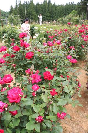 最後の見頃を迎え、見納めに訪れる人が絶えない冬鳥越スキーガーデンのバラ園=6日、加茂市長谷
