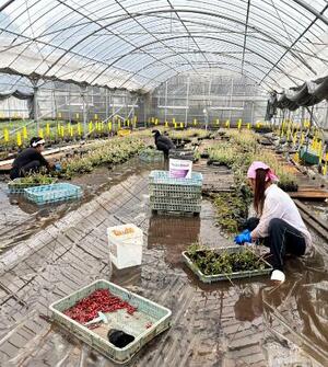水に漬かったトマトの苗の片付け作業=11日、熊本県八代市(服田強さん提供)