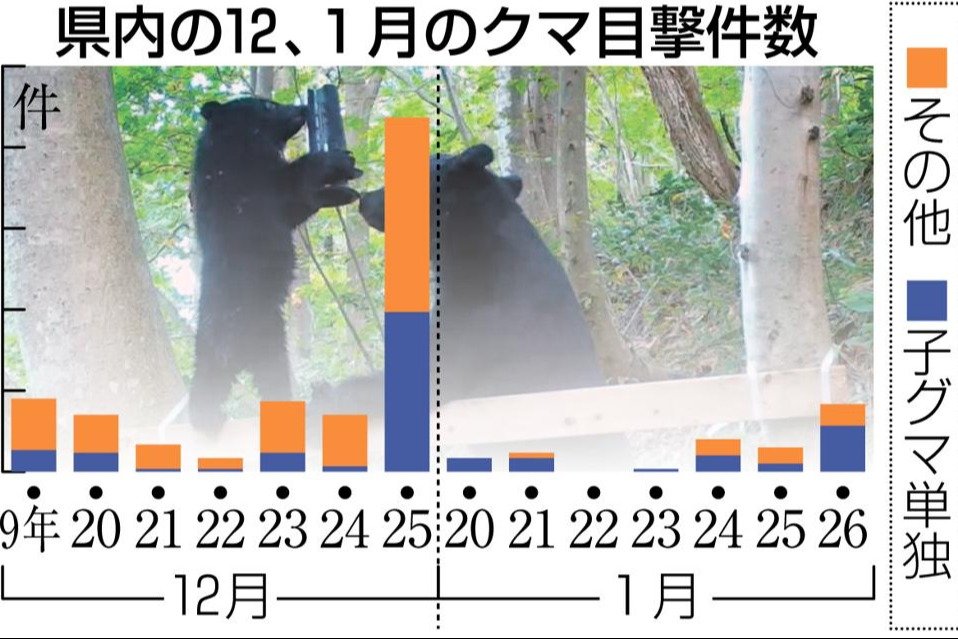 親熊が「育児放棄」？子熊の単独目撃突出、25年12月～26年1月で76件