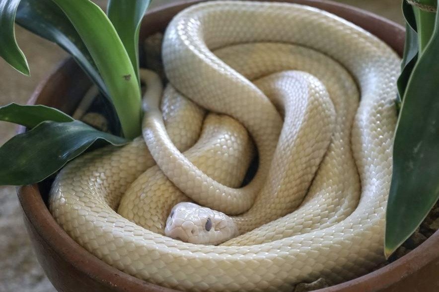 ありがたい」シロヘビ、なぜ山口県岩国市で生息？ 国の天然記念物、巳