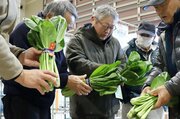 雪のおかげで甘み程よく　新潟市鳥屋野地区特産・女池菜の「目合わせ会」、出荷ピーク前に品質確認