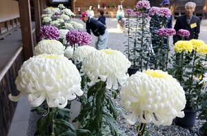 弥彦菊まつりに出品され、開幕を待つ菊の花=30日、弥彦神社