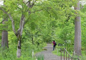 新緑の山野草や樹木に囲まれる雪国植物園=長岡市宮本町3