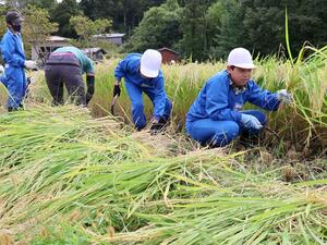 酒米の稲刈りをした大潟町小学校の6年生=上越市柿崎区水野