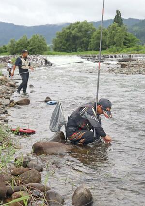 アユの友釣りが解禁された魚野川で竿を操る釣り人=7月1日、南魚沼市丸池新田