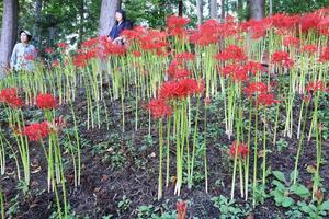 ふるど大池に咲くヒガンバナ=柏崎市堀