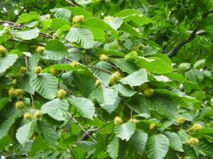 ブナの実(秋田県林業研究研修センター提供)