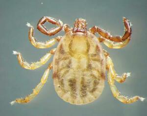 SFTSウイルスを媒介するマダニの一種「フタトゲチマダニ」(岡林環樹宮崎大教授提供)
