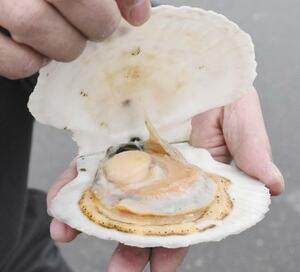 北海道で水揚げされたホタテ=2021年