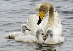 　オオハクチョウの母鳥とひな＝２００５年、北海道苫小牧市のウトナイ湖