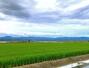 サンマルクホールディングスが運営する予定の農地=8月、熊本県宇城市