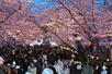 満開を迎えた高田城址公園の夜桜＝９日、上越市