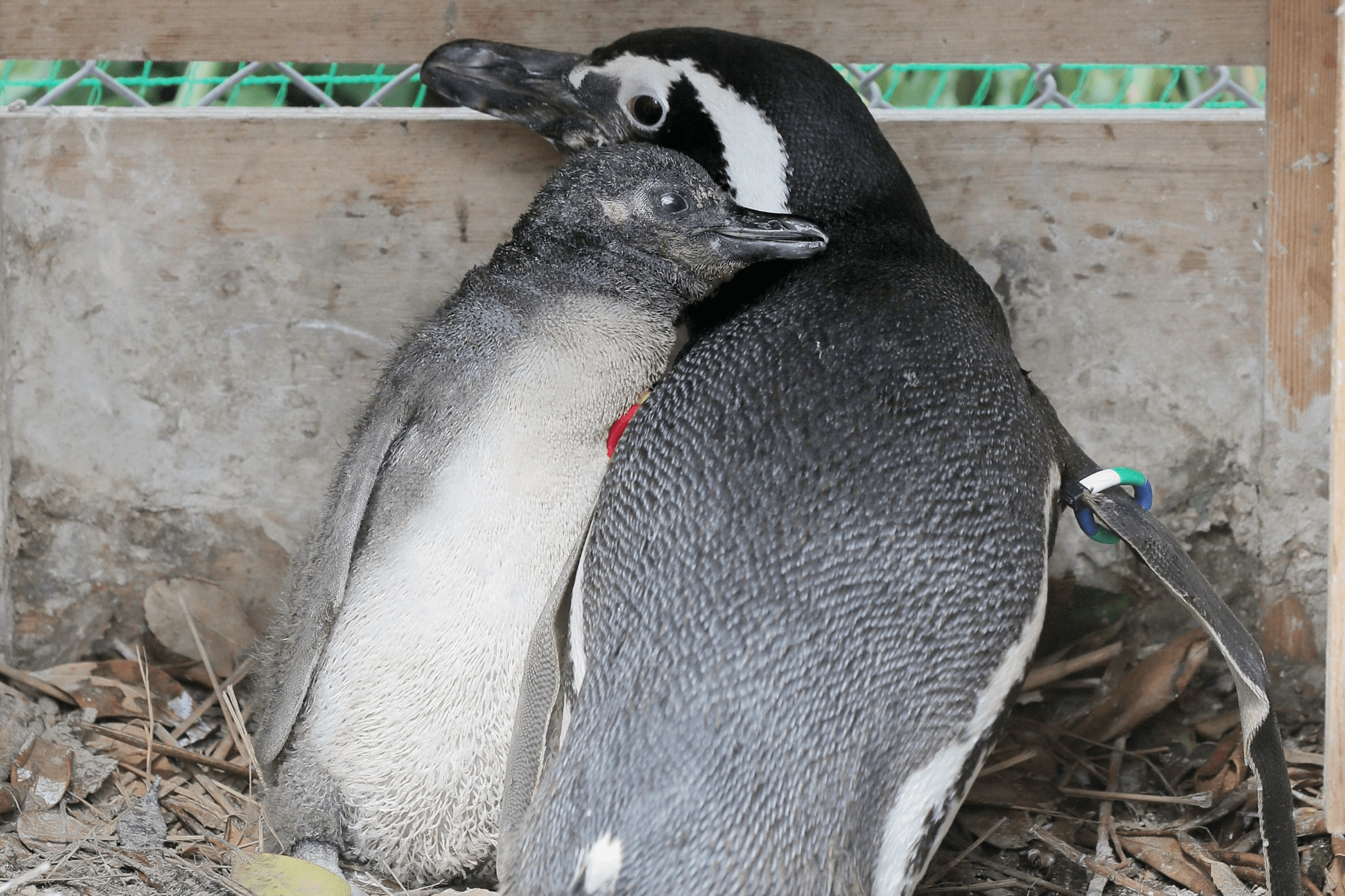 マゼランペンギンひな続々 新潟日報デジタルプラス