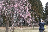 春告げる香りに包まれて…田上町で「うめまつり」始まる　3月22日過ぎから見頃か