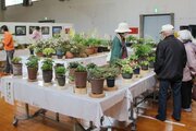 丹精込めて育てた山野草が“晴れ舞台”！佐渡で展示会、かれんな姿に気分も晴れ晴れ♪