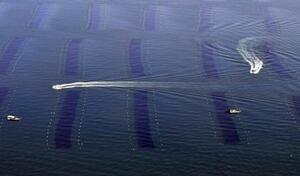 　瀬戸内海での養殖ノリの収穫作業＝２０２２年１月、兵庫県明石市沖