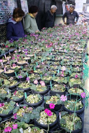 愛好家が育てた、かれんな花が並ぶ「雪割草祭り」＝五泉市愛宕