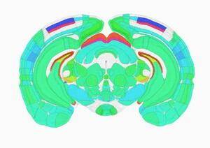 　活動のピークとなる時間帯を色分けしたマウスの脳の断面図（上田泰己東大教授提供）
