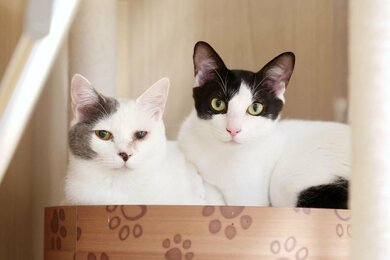 アルビレックス新潟　宮本英治　背番号8 2024 1stユニフォーム3XLサイズ アルビレックス新潟 宮本英治 背番号8 2024 1stユニフォーム3XL