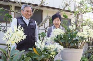 １５年ぶりに満開となったタイミンセッコクをめでる戸嶋誠孝さん（左）、カツイさん夫婦＝新潟市東区中木戸
