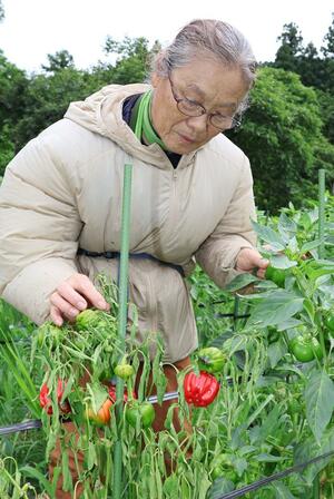 枯れたカグラナンバンの株を見つめる長島久子さん=長岡市山古志竹沢