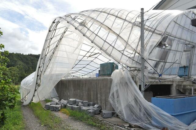 突風で鉄骨のひしゃげたビニールハウス＝１１日、魚沼市中家
