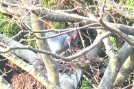 野生下トキの営巣と抱卵を今季初確認…計3ペア、4月中旬にもひな誕生の見通しか