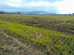 　刈り取り後、秋起こしも終えた田んぼ＝福井市、１１月２１日