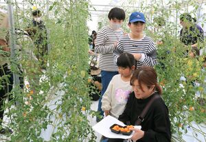 ミニトマトの収穫体験などを行った「あぐりフェス」=長岡市栖吉町
