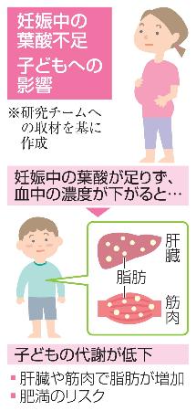 妊娠中の葉酸不足 子どもへの影響