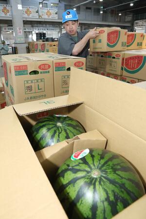 初競りにかけられた新潟市産のスイカ=3日、新潟市江南区
