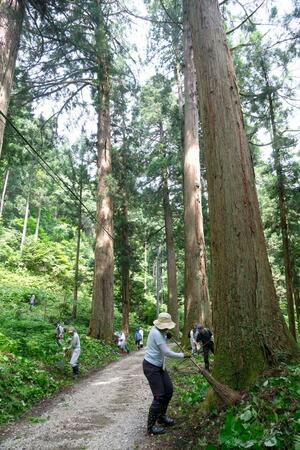 慈光寺参道の杉並木を清掃するボランティア=五泉市蛭野