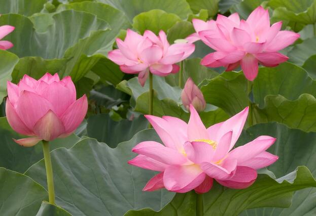 高田城址公園の外堀に咲くハス=18日、上越市